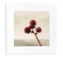 Flowers 01