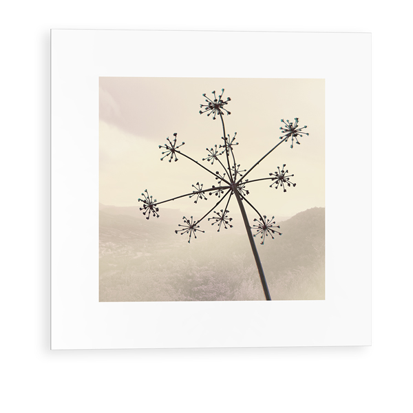 Flowers 03